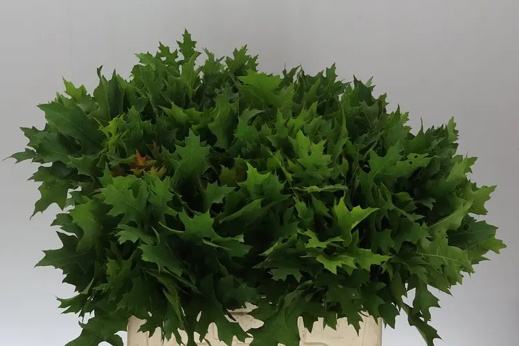 Quercus Palustrus 60 cm