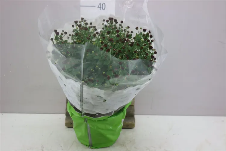 Chrysanth Bol Jasoda Red črepník 19 cm