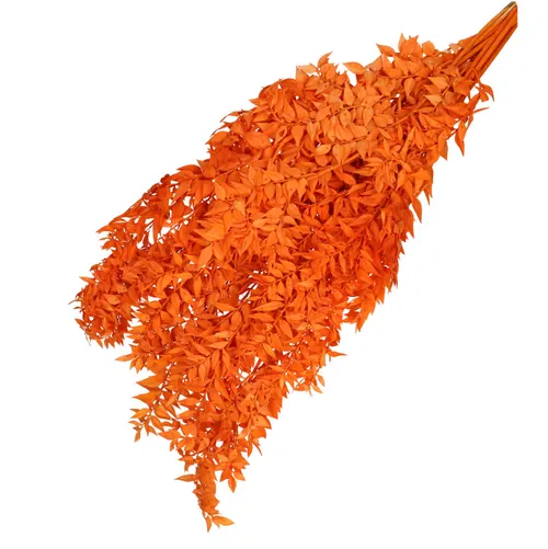 Sušený kvet Ruscus oranžová 65 cm