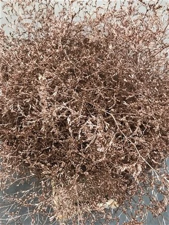 Limónium Beltaard Champagne 80 cm