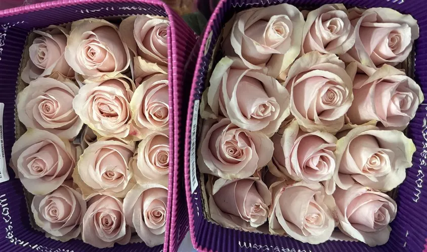 Rosa Gr Ec Sweet Beat 70 cm
