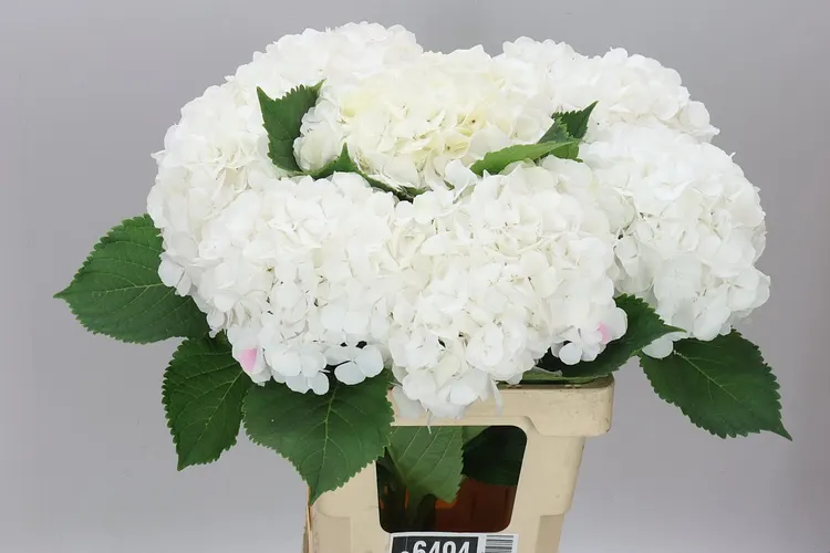 Hyd Verena White 60 cm