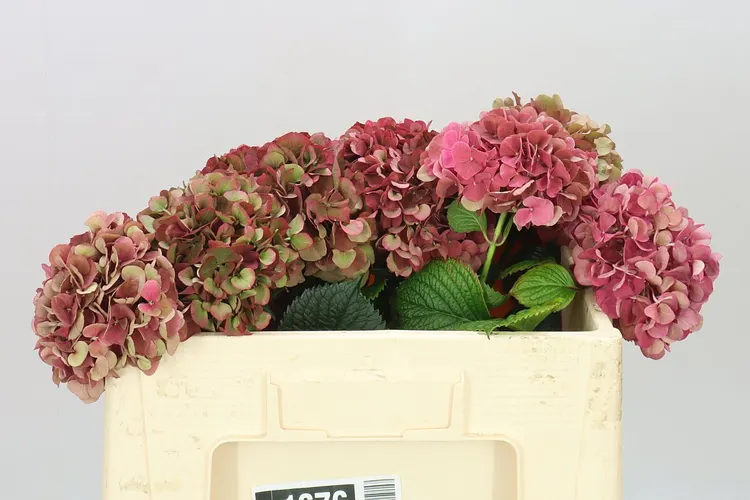 Hyd Ruby Pink Classic 50 cm