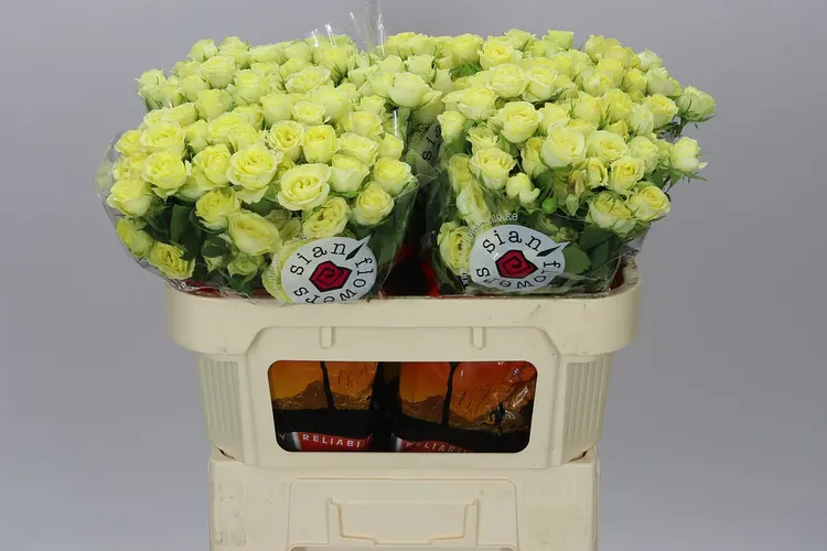 Rosa Tr Wedding Invite 70 cm