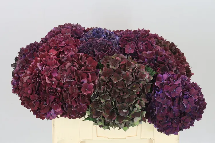 Hortenzia Crimson 55 cm