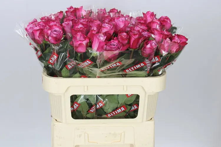 Rosa Gr Deep Purple 70 cm