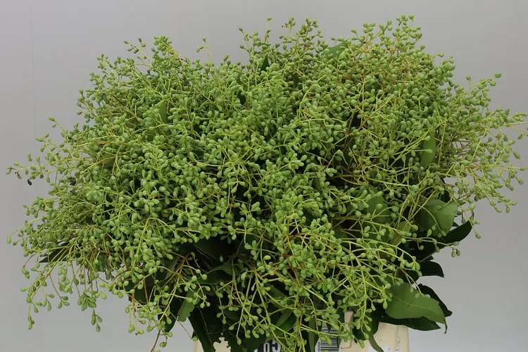 Ligustrum Berries Green 55 cm