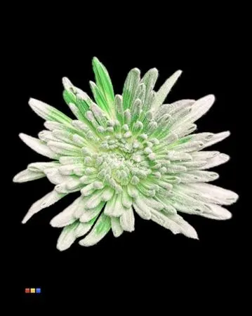 Chr G Ana Snow Green 70 cm