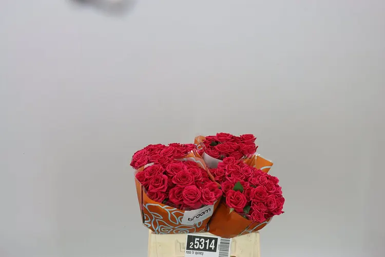 Rosa Tr Quincy 40 cm