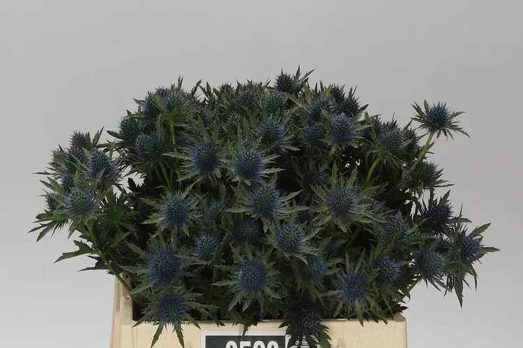 Eryngium Aqua 40 cm