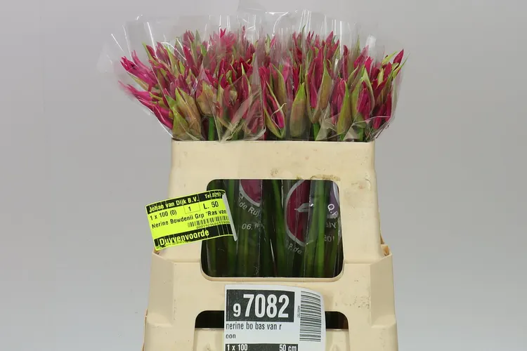 Nerine Bo Bas Van Roon 50 cm