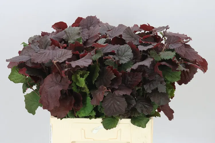 Corylus Avel Rot Zel 60 cm
