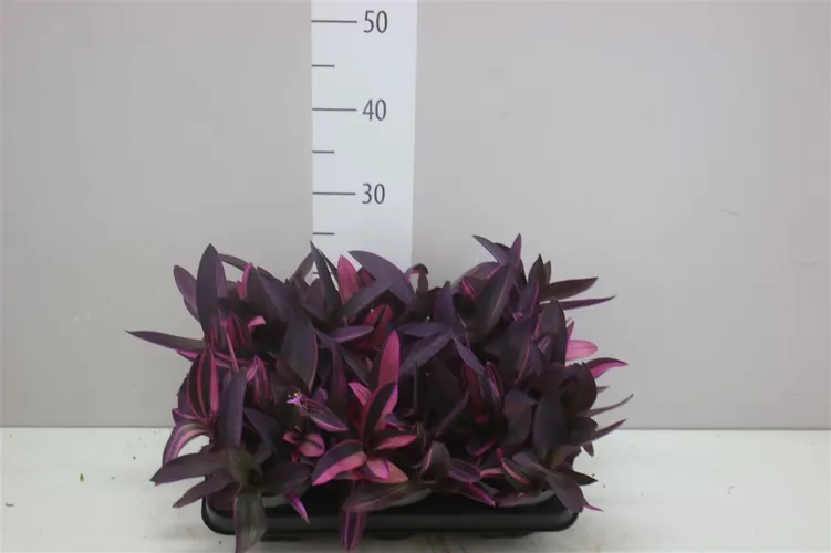 Tradescantia Pink Stripe črepník 12 cm