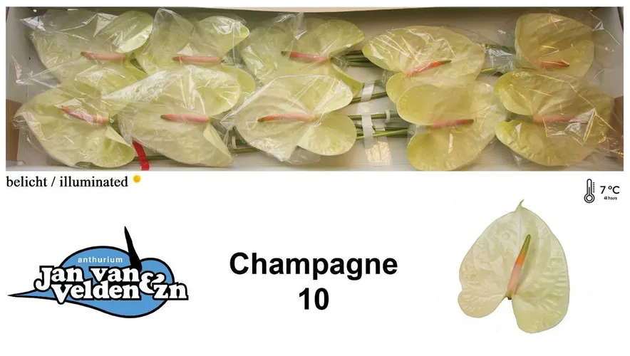 Anth Champagne