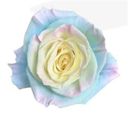 Ruža farbená Princess, Ekvádor 50 cm
