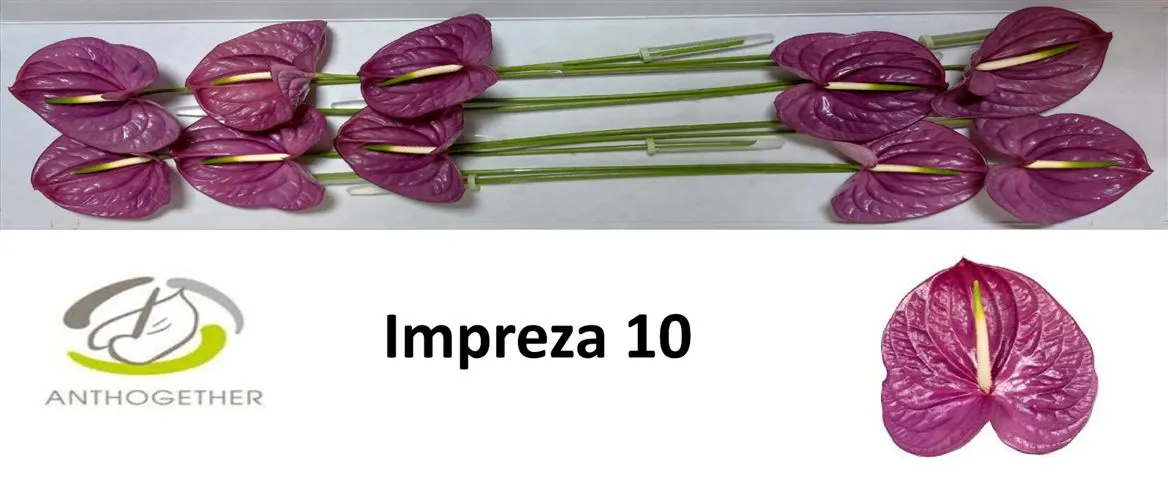 Antúrium Impreza