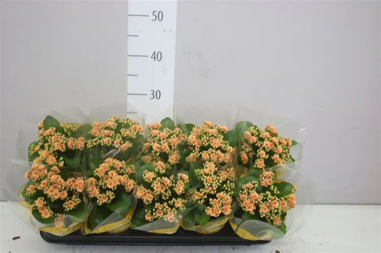 Kalanchoe Rosalina Hector črepník 10,5 cm
