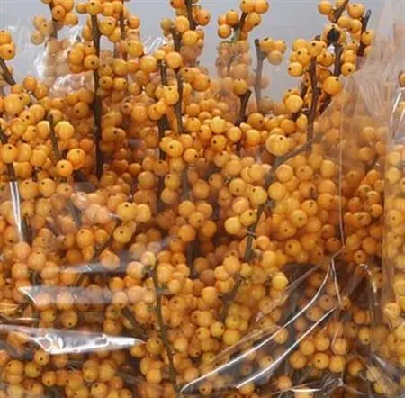 Ilex Golden Verboom 60 cm