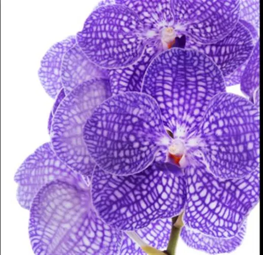 Orchidea Vanda Kan Indigo 25 cm