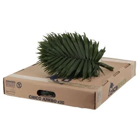 Chico Jumbo 50 cm