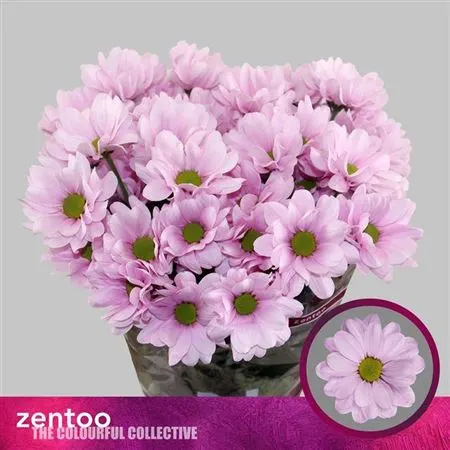 Chr T Precious 70 cm