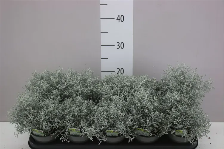 Calocephalus črepník 12 cm