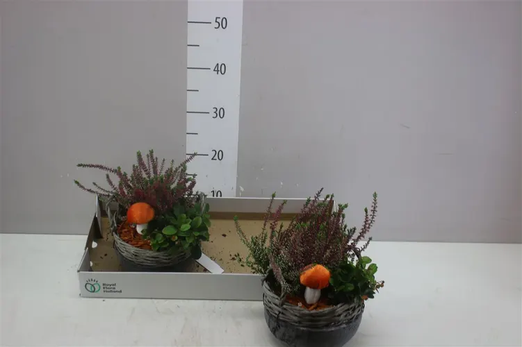 Arr Tuinplanten In Beton Met Riet Rond črepník 18 cm