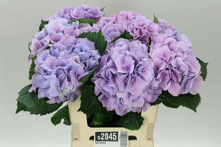 Hydrangea Benefit 60 cm