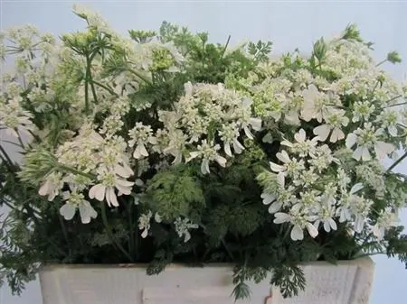 Orlaya Grandflora White 55 cm