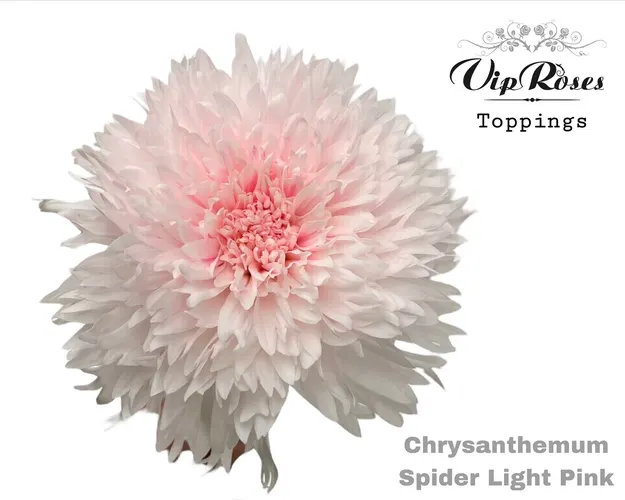 Chr G Spider Light Pink 70 cm