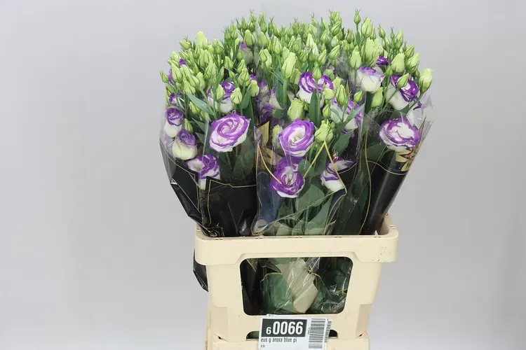 Eus G Arosa Blue Pico 72 cm