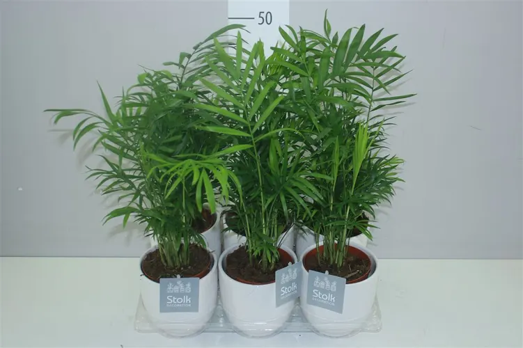 Chamaedorea Elegans Liv Keramiek A2 črepník 13 cm