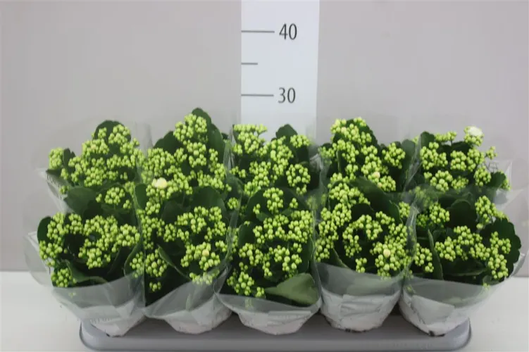Kalanchoe Calandiva Wit črepník 12 cm
