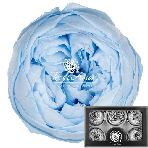 Stabilizovaná záhradná ruža Niki XL ⌀ 6 cm, modrá BLU89