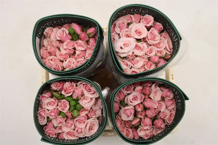 Rosa Tr Majolika Pink 50 cm