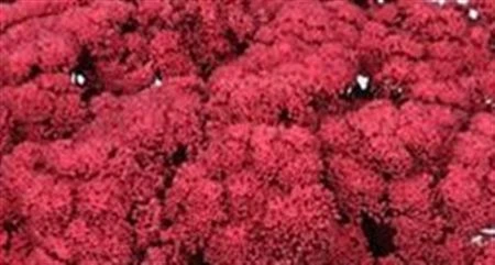 Sedum farbené Pink 55 cm