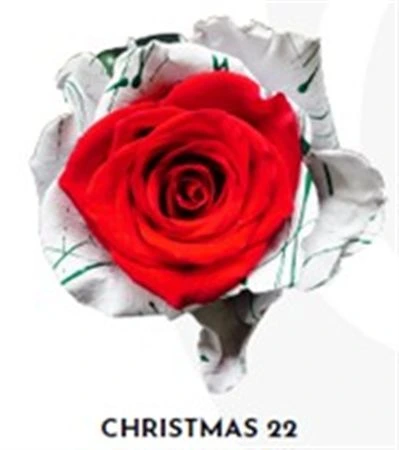 Ruža farbená Xmas 22, Ekvádor 50 cm