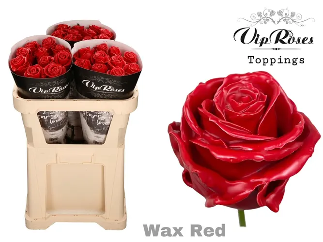 Ruža Wax Red X30 998 70 cm