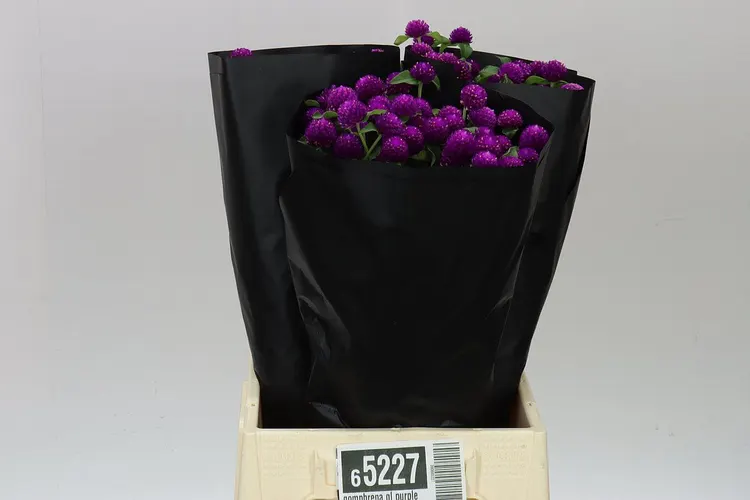 Gomphrena Gl Purple 50 cm