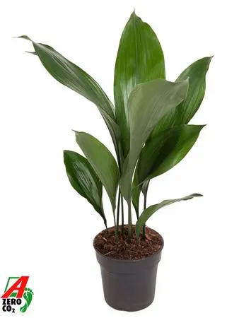 Aspidistra Elatior črepník 15 cm