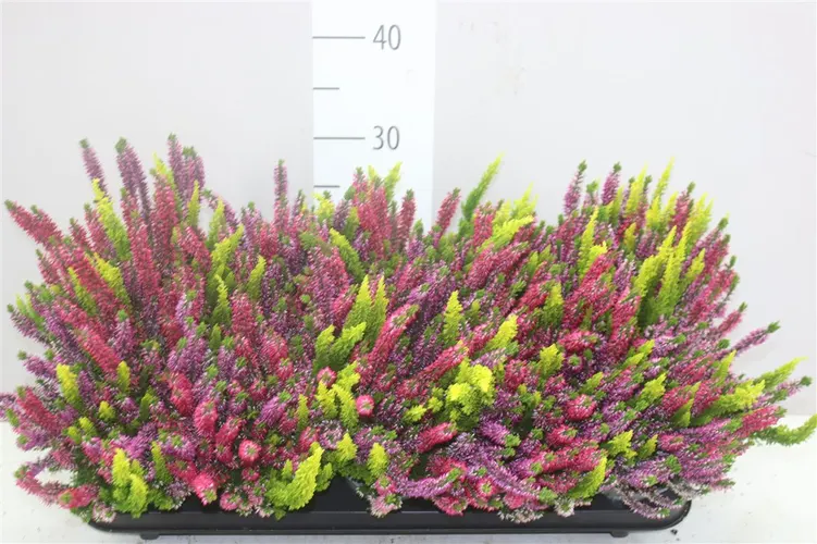 Calluna Beauty Ladies Trio Milca Gelb črepník 10,5 cm