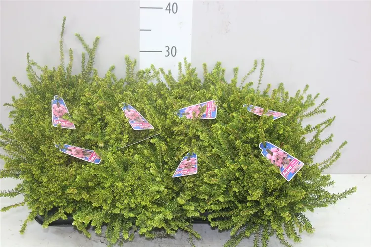 Erica Darleyensis Roze črepník 12 cm