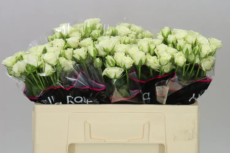 Rosa Tr Snow Flake A2 50 cm