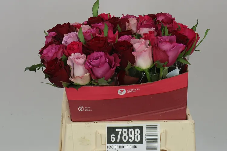 Ruža mix vo zväzku Purple 40 cm