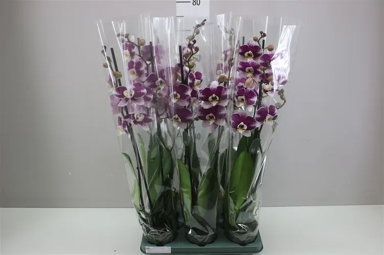 Phal Barcelona 2 Tak črepník 12 cm