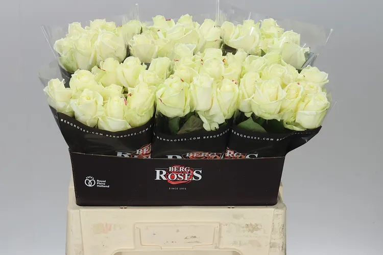 Rosa Gr Avalanche Berg 60 cm