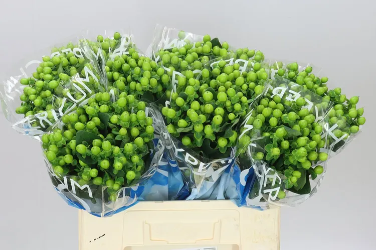 Hyp Coco Bamboo 60 cm
