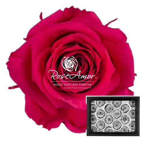 Pres. Xs Pin03