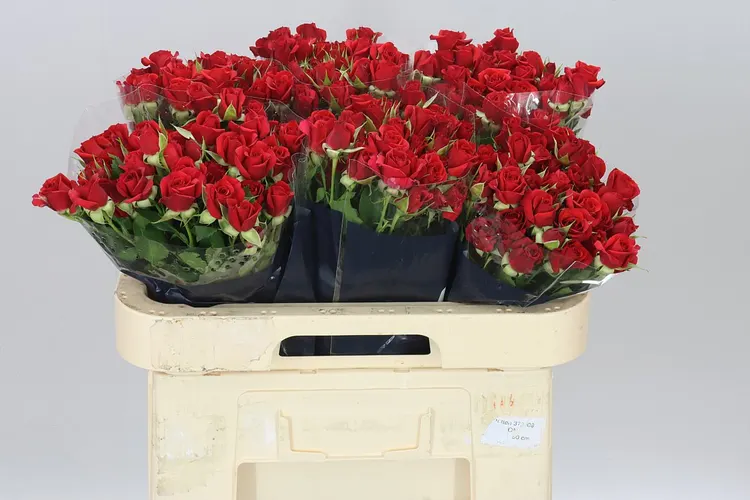 Rosa Tr Mirabel 60 cm