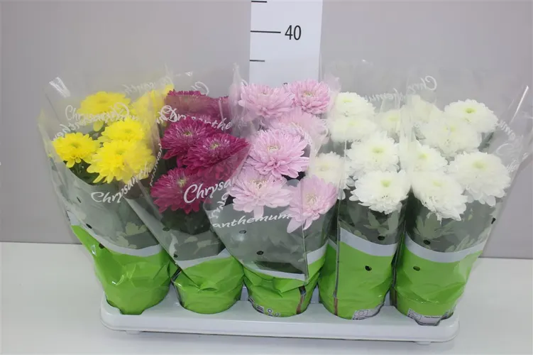 Chryzantéma črepníková Zembla mix črepník 12 cm
